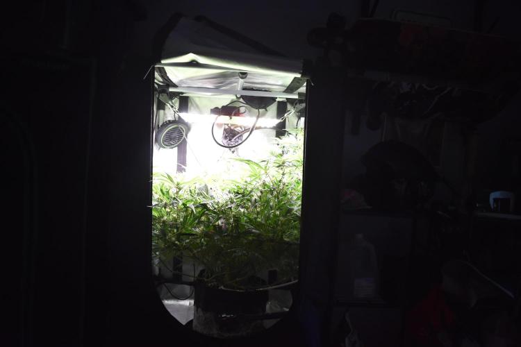 Samsquanch OG F2. Week 8