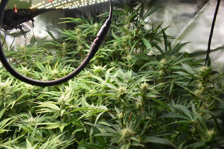 Samsquanch OG F2 / Hoku Seed Co.. Week 9