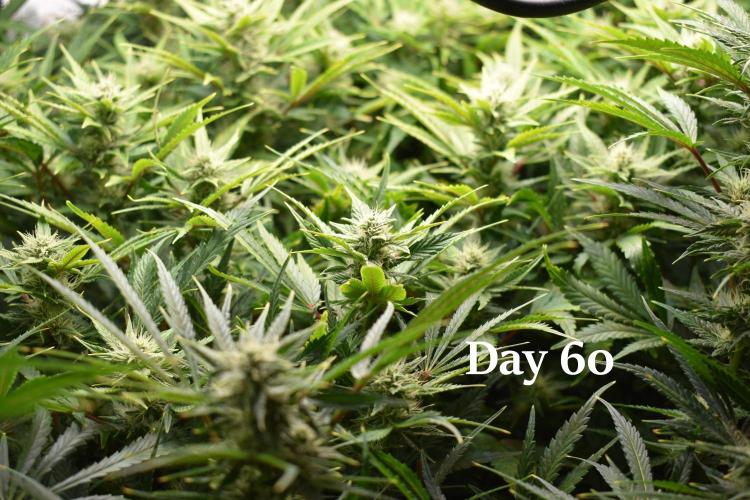 Samsquanch OG F2 / Hoku Seed Co.. Week 9