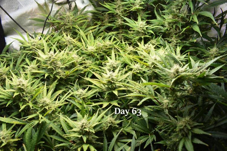 Samsquanch OG F2. Week 9