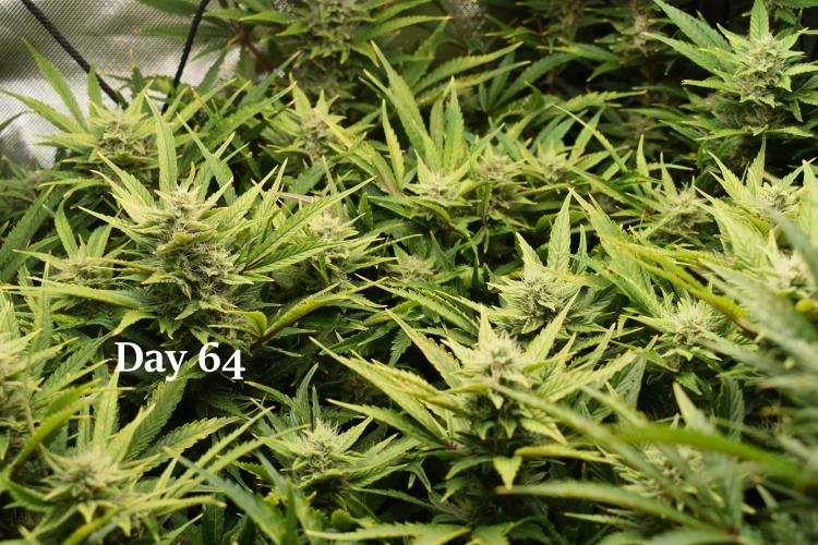 Samsquanch OG F2 / Hoku Seed Co.. Week 10