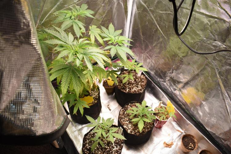 Samsquanch OG F2 / Hoku Seed Co.. Week 10