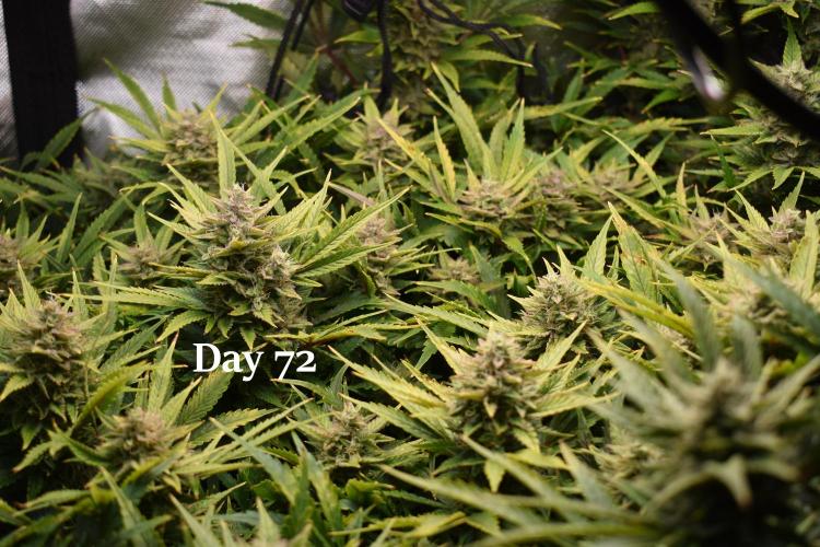 Samsquanch OG F2 / Hoku Seed Co.. Week 11