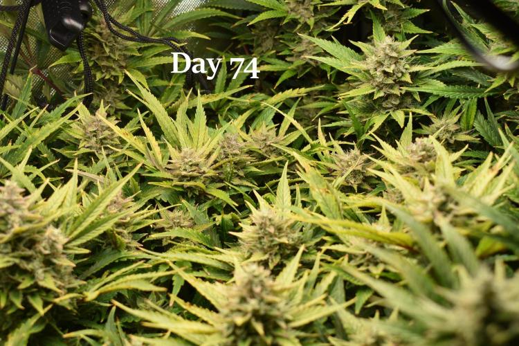 Samsquanch OG F2 / Hoku Seed Co.. Week 11