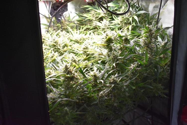 Samsquanch OG F2 / Hoku Seed Co.. Week 11
