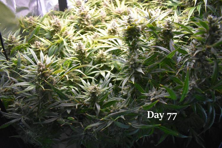 Samsquanch OG F2. Week 11