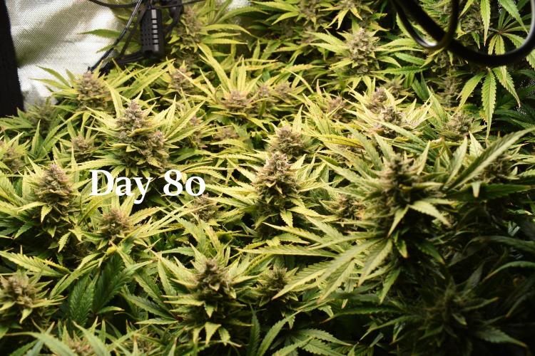 Samsquanch OG F2 / Hoku Seed Co.. Week 12