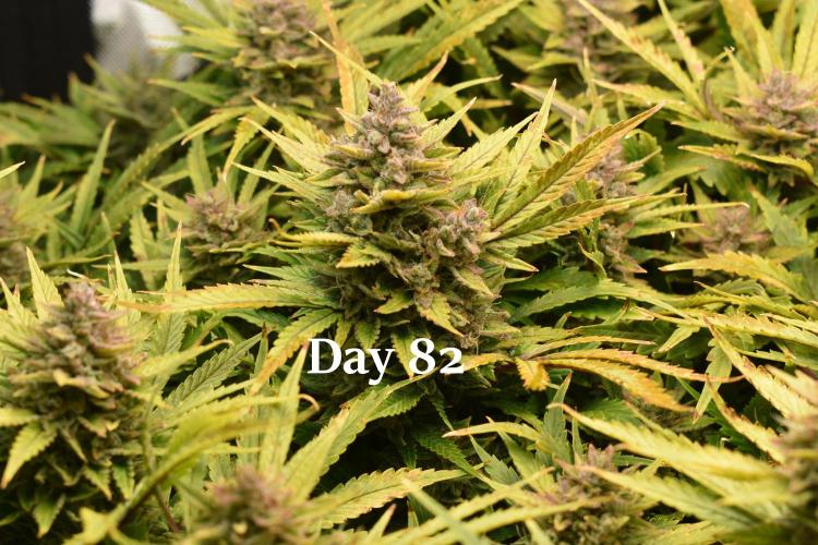 Samsquanch OG F2 / Hoku Seed Co.. Week 12