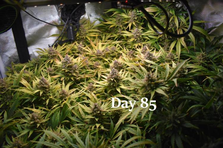 Samsquanch OG F2 / Hoku Seed Co.. Week 12