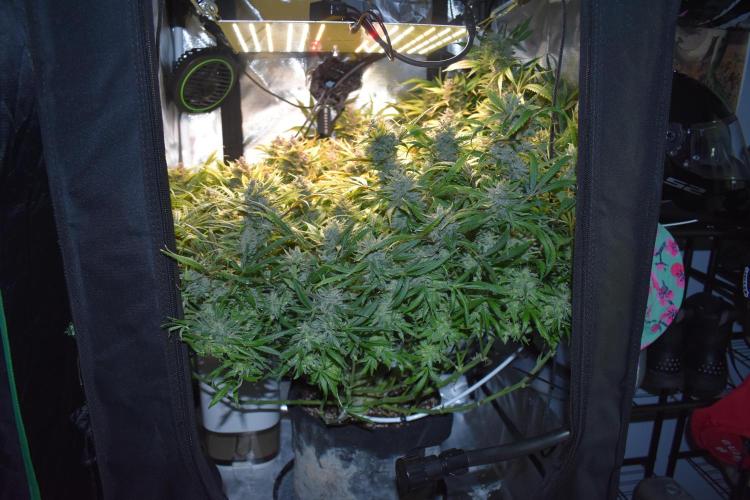 Samsquanch OG F2. Week 12