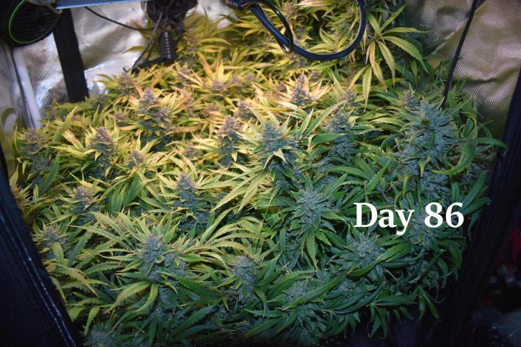 Samsquanch OG F2 / Hoku Seed Co.. Week 13
