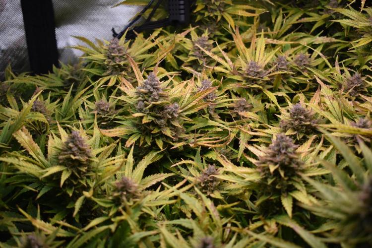 Samsquanch OG F2 / Hoku Seed Co.. Week 13