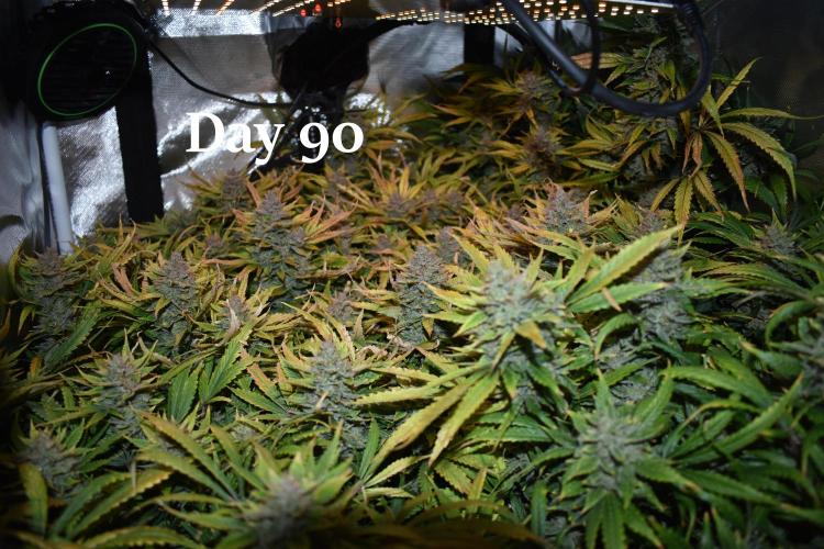 Samsquanch OG F2 / Hoku Seed Co.. Week 13