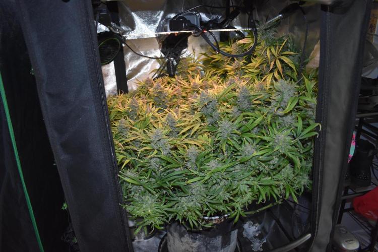 Samsquanch OG F2 / Hoku Seed Co.. Week 13