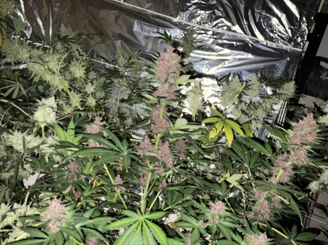 UN DIARIO INASPETTATO. Week 9