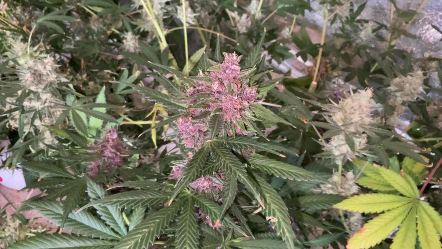 UN DIARIO INASPETTATO