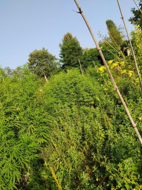 OUTDOOR BEAST. Week 18 - SHERBERT QUEEN X 2 ?