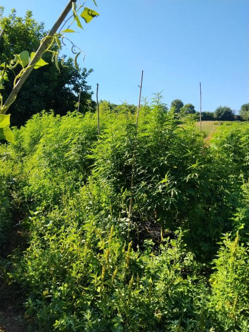 OUTDOOR BEAST. Week 18 - ZILLIONS💵-SHERBERT QUEEN X3?