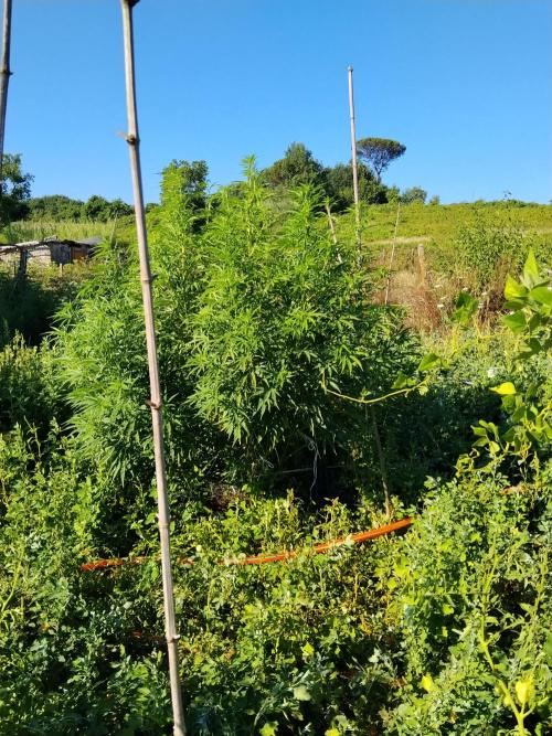 OUTDOOR BEAST. Week 18 - SHERBERT QUEEN ?