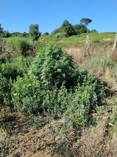 OUTDOOR BEAST. Week 18 - INDICA PURPLE PUNCH🍇