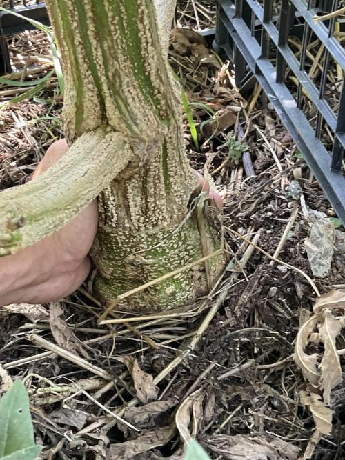 OUTDOOR BEAST. Week 20 - 11 cm larghezza