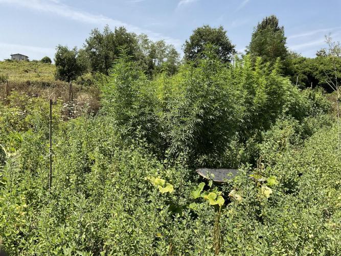 OUTDOOR BEAST. Week 20 - SHERBERT QUEEN? X2