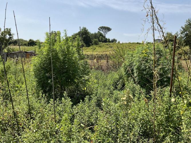 OUTDOOR BEAST. Week 20 - SHERBERT QUEEN ? X 2