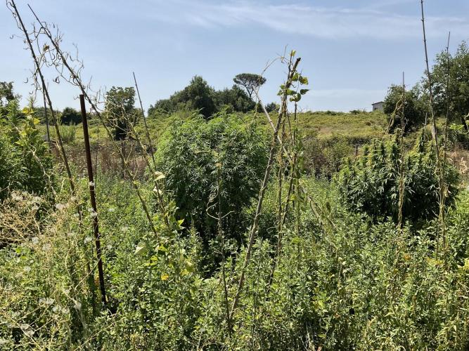 OUTDOOR BEAST. Week 20 - SHERBERT QUEEN ?+ ZILLIONS💶🌸