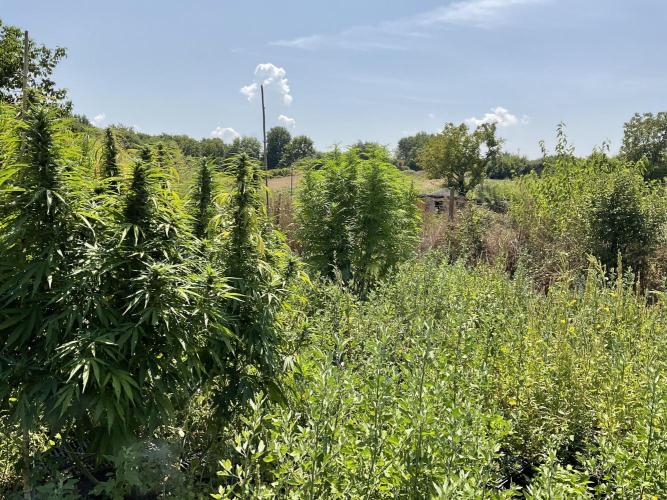 OUTDOOR BEAST. Week 20 - ZILLIONS💶 + SHERBERT QUEEN?