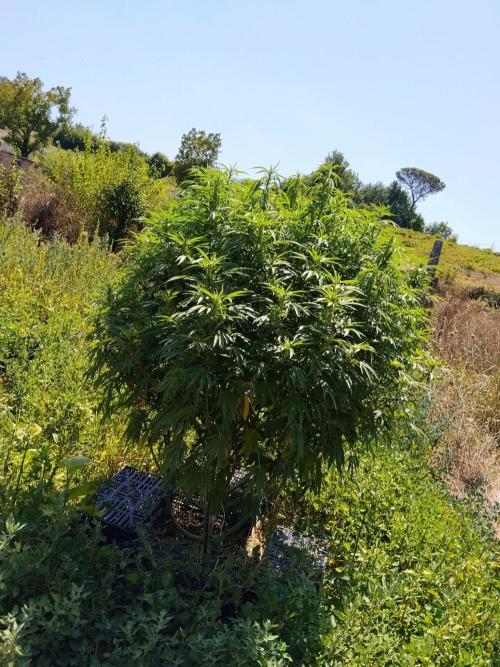 OUTDOOR BEAST. Week 21 - PURPLE PUNCH🍇