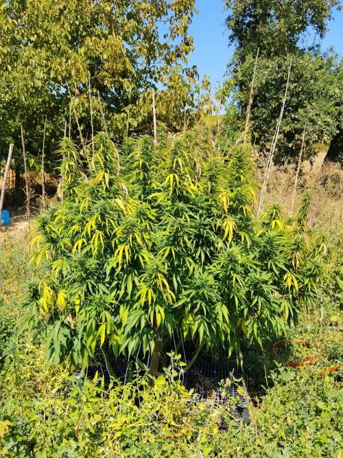 OUTDOOR BEAST. Week 21 - ZILLIONS💵🌸