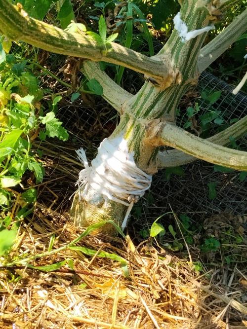 OUTDOOR BEAST. Week 21 - Medicazione rottura ramo SHERBERT QUEEN?