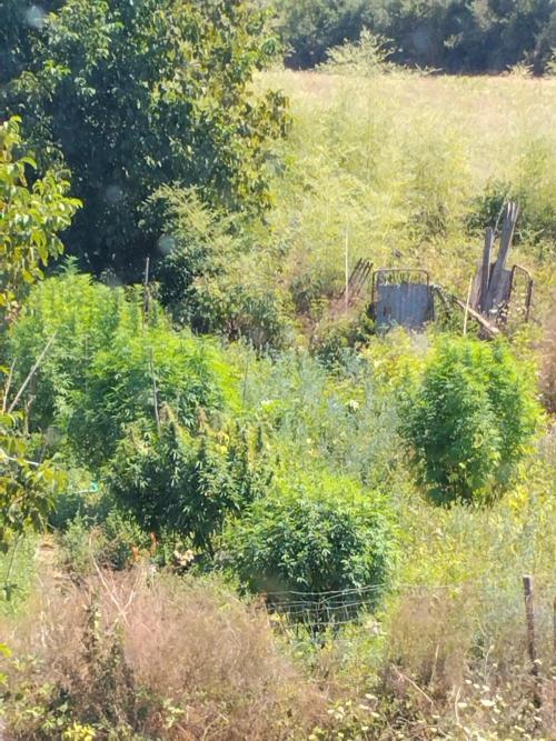 OUTDOOR BEAST. Week 21 - IL MIO GIARDINO DALL'ALTO