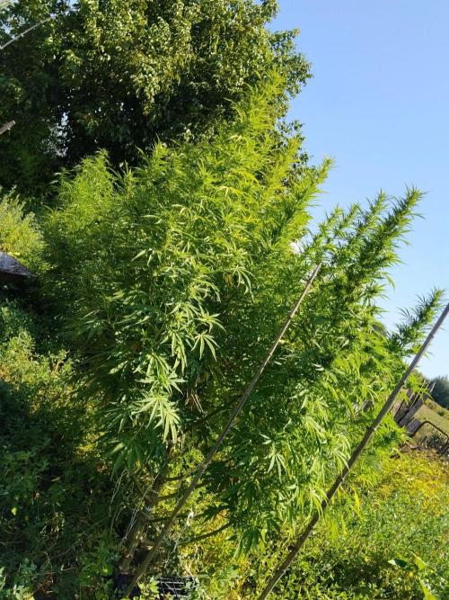 OUTDOOR BEAST. Week 21 - SHERBERT QUEEN?🌸INIZIO FIORITURA,GIGANTE