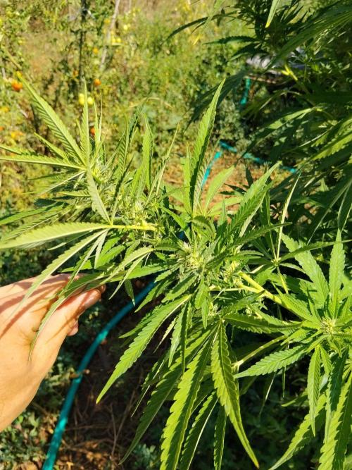 OUTDOOR BEAST. Week 21 - Prefiori🌸