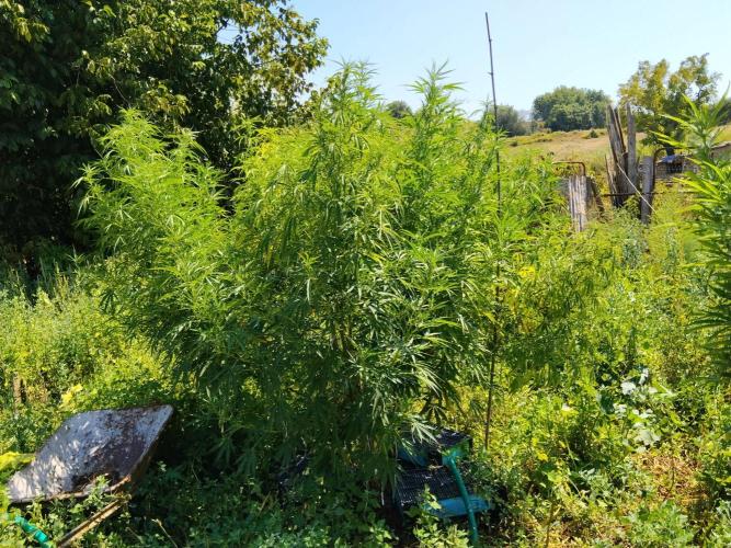 OUTDOOR BEAST. Week 21 - SHERBERT QUEEN GIGANTE,PROBLEMI DI PRESSIONE IDRAUILICA