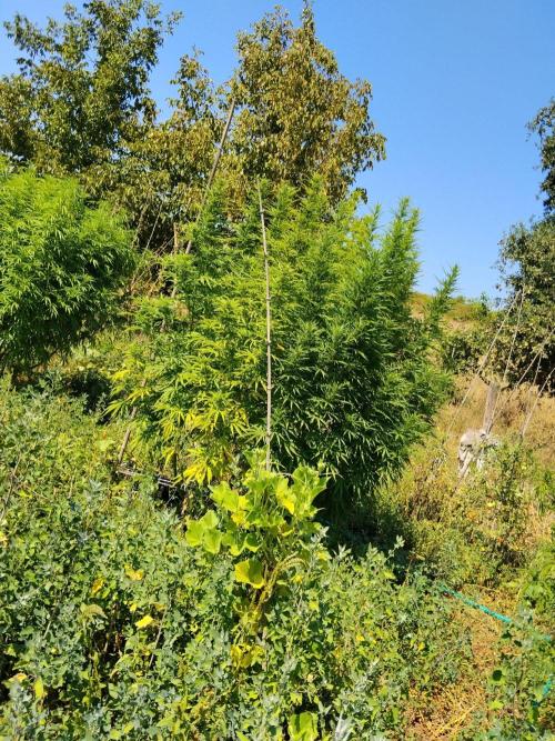OUTDOOR BEAST. Week 21 - SHERBERT QUEEN?🌸GIGANTE IN FIORITURA