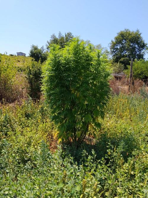 OUTDOOR BEAST. Week 21 - Bellissima struttura,la pianta con meno mesi,la più giovane