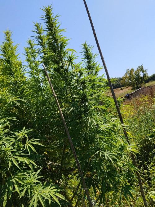 OUTDOOR BEAST. Week 21 - SHERBERT QUEEN?🌸GIGANTE IN FIORITURA