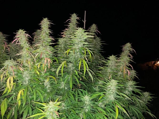 OUTDOOR BEAST. Week 22 - ZILLIONS