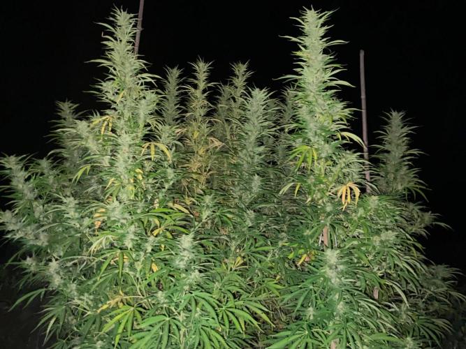 OUTDOOR BEAST. Week 22 - SHERBERT QUEEN