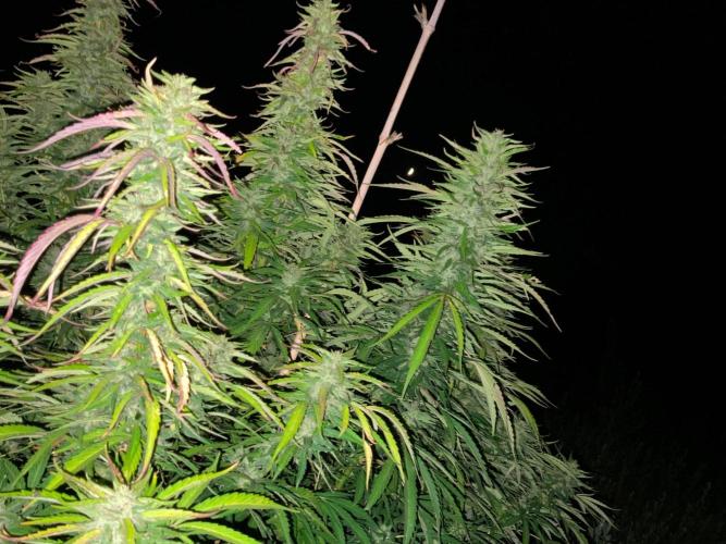 OUTDOOR BEAST. Week 22 - ZILLIONS