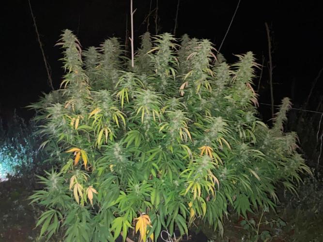OUTDOOR BEAST. Week 22 - ZILLIONS