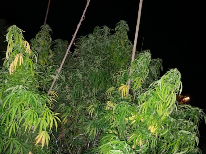 OUTDOOR BEAST. Week 22 - NIGHT QUEEN