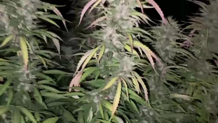 OUTDOOR BEAST