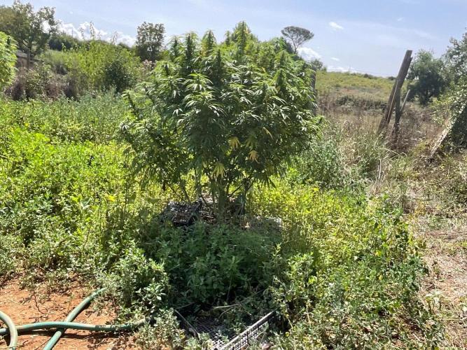OUTDOOR BEAST. Week 23 - PURPLE PUNCH🍇
