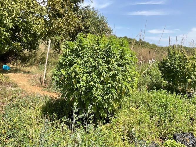 OUTDOOR BEAST. Week 23 - PURPLE PUNCH🍇