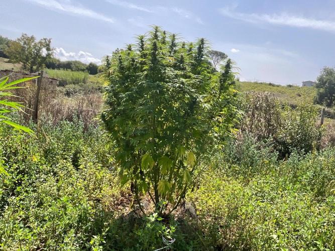 OUTDOOR BEAST. Week 23 - SHERBERT QUEEN?