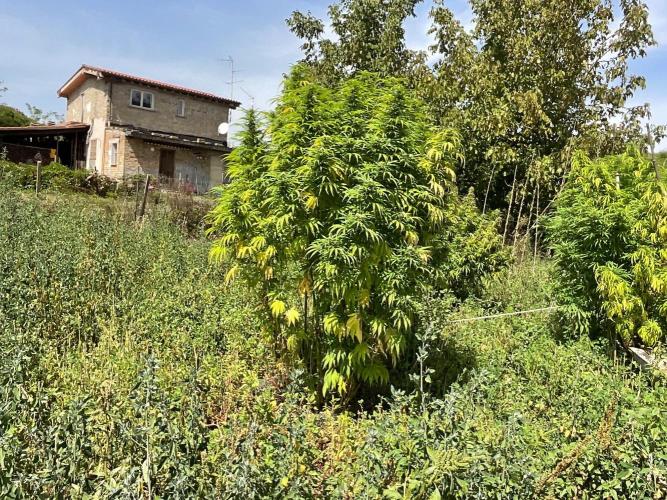 OUTDOOR BEAST. Week 23 - SHERBERT QUEEN?