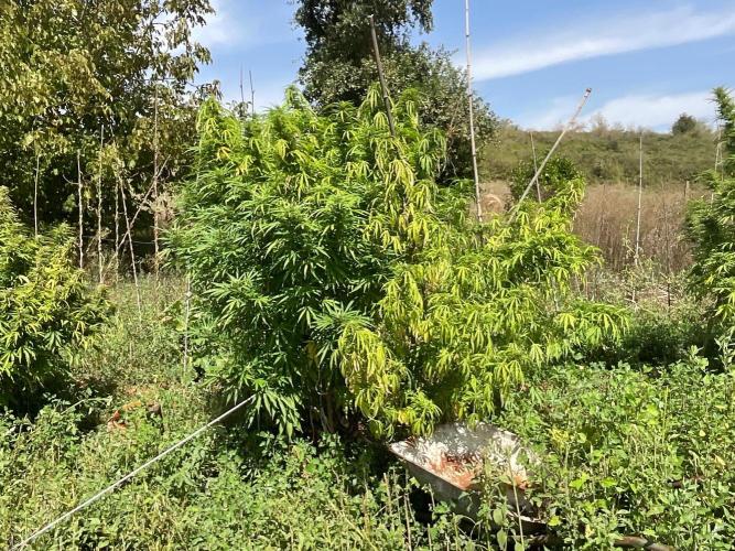 OUTDOOR BEAST. Week 23 - SHERBERT QUEEN?